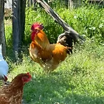 Cascina Burroni Casa vacanze *