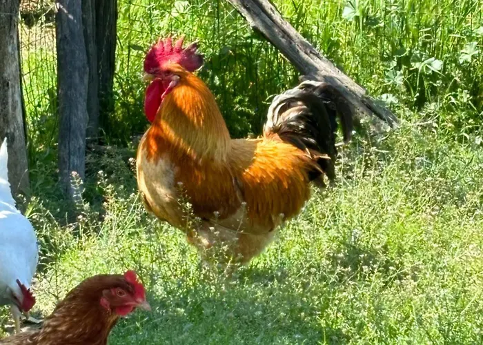 Cascina Burroni Holiday home *