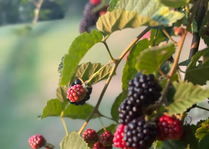 Cascina Burroni * Lerma